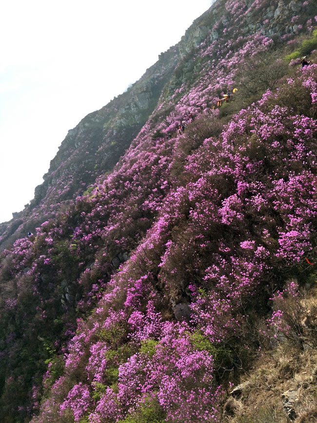 冰球突破-冰球电游豪华版_MG冰球游戏